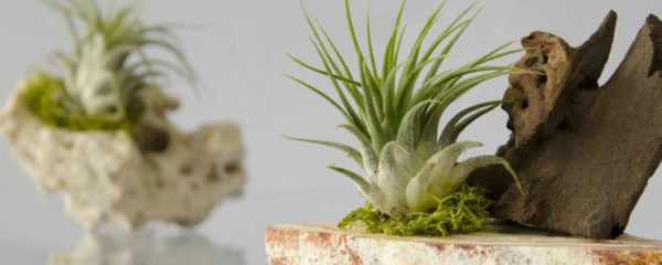 Tillandsia