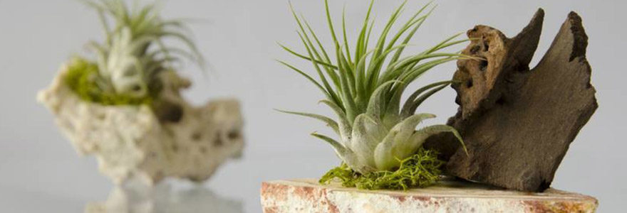 Tillandsia